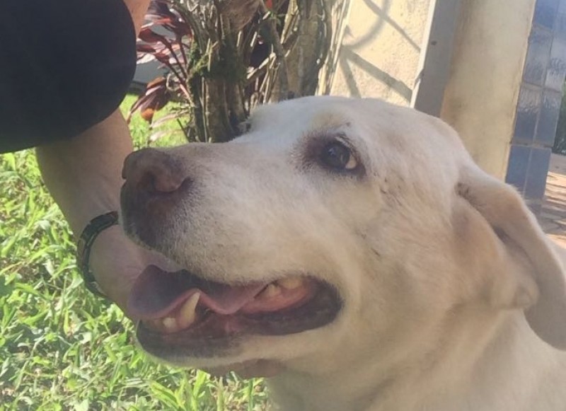 MEGGY ( fêmea Canino) Labrador C2