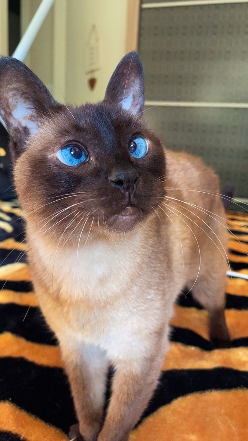 SASHA (Felino fêmea) Siamês C3