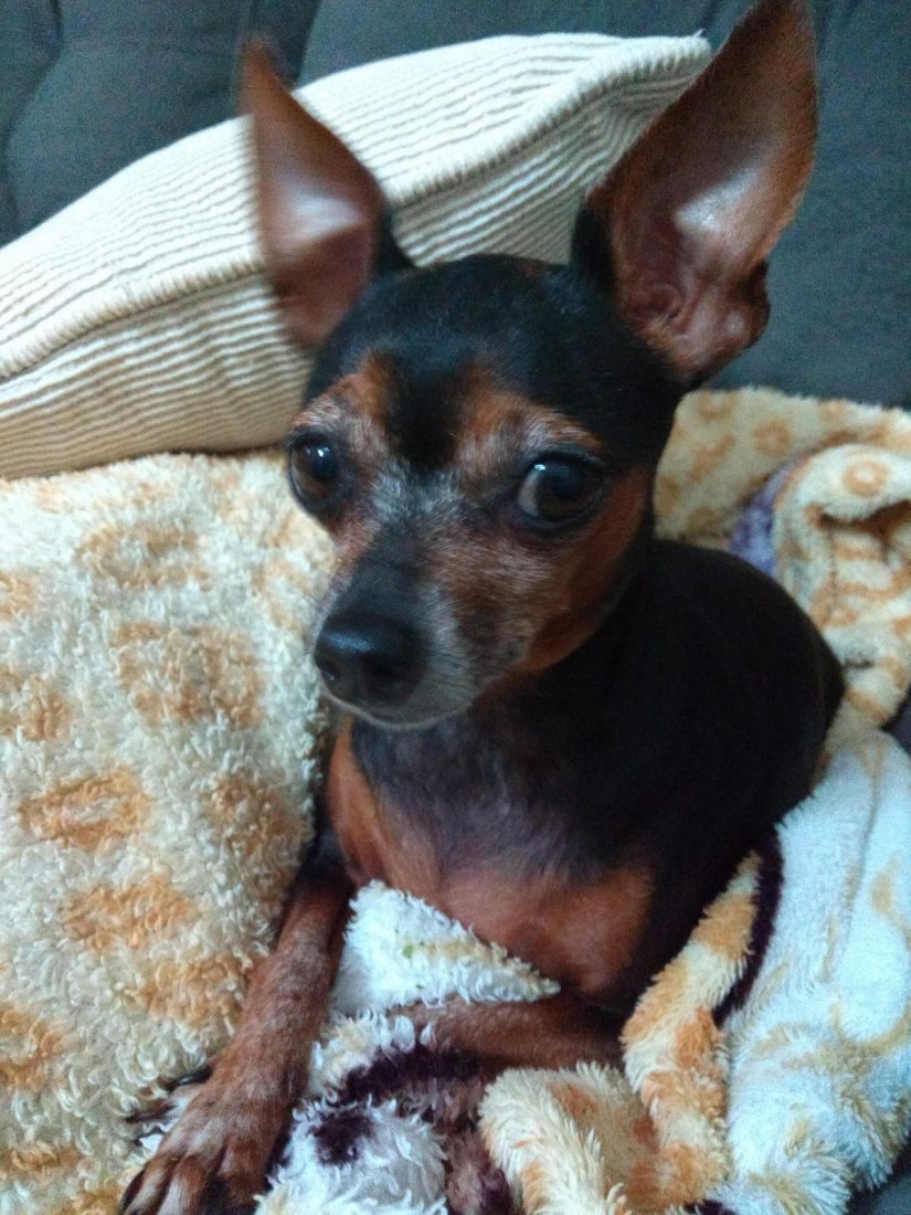 TEKA (Canino fêmea) Pinscher C3