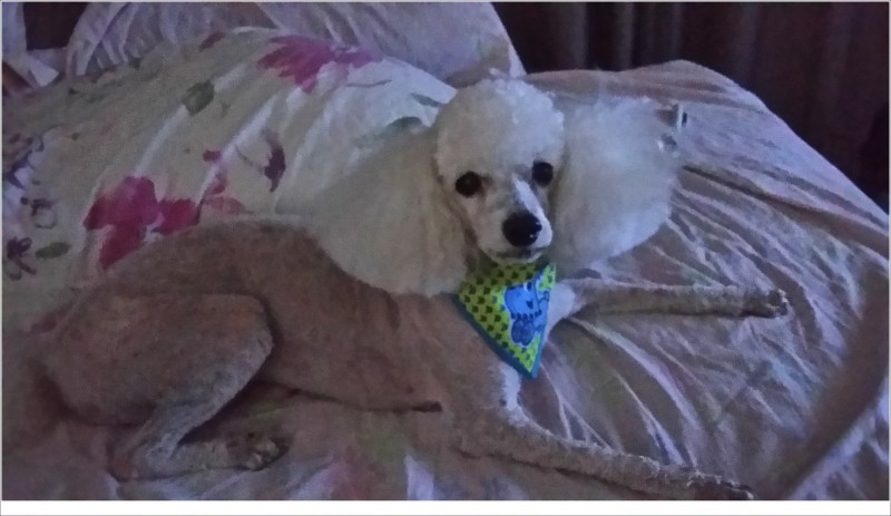 KUKI (Poodle)