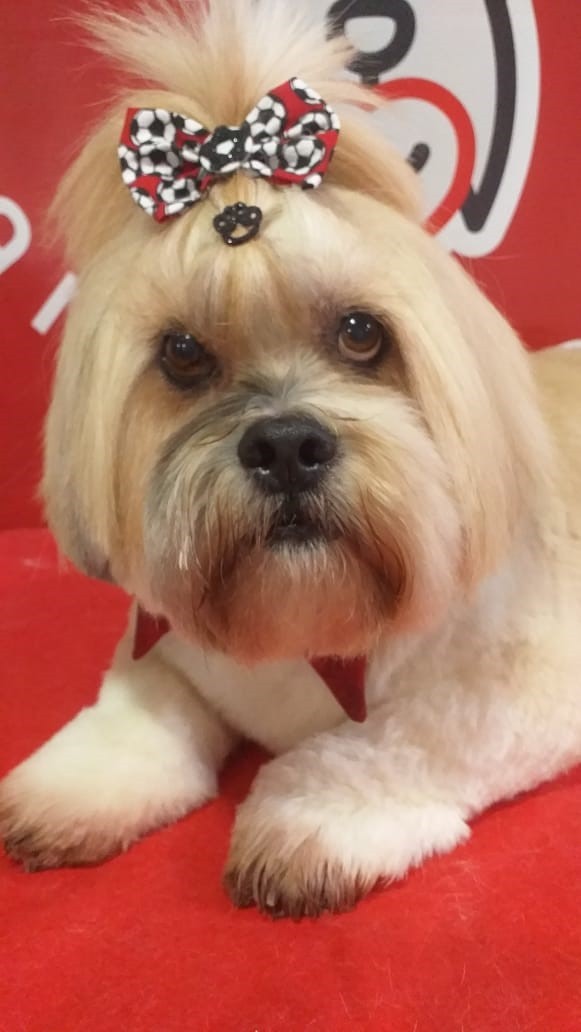 DUQUE (Canino macho) Lhasa Apso C2