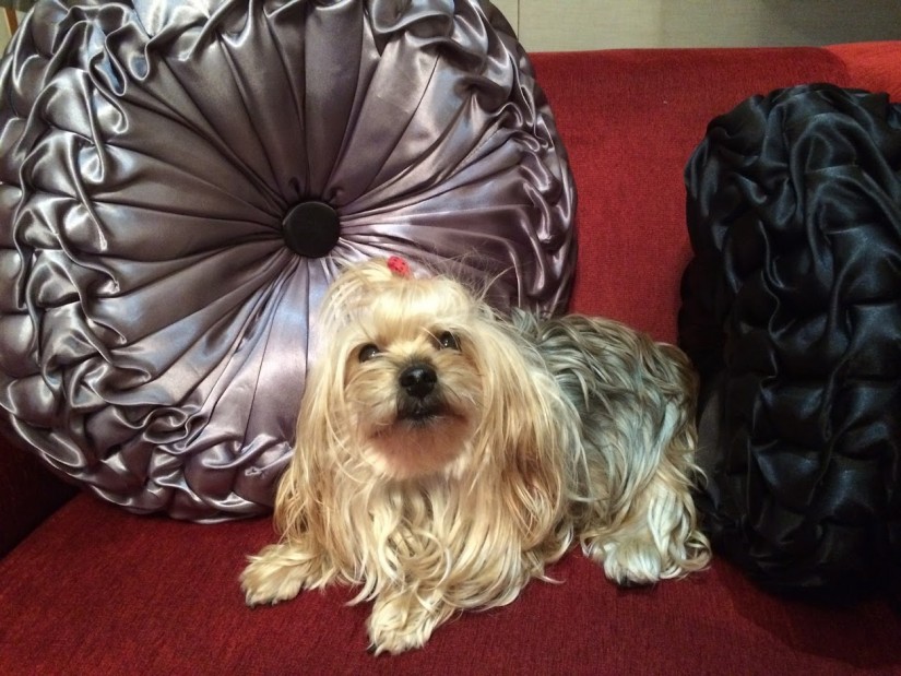 KITY (Canino fêmea) Yorkshire terrier C1