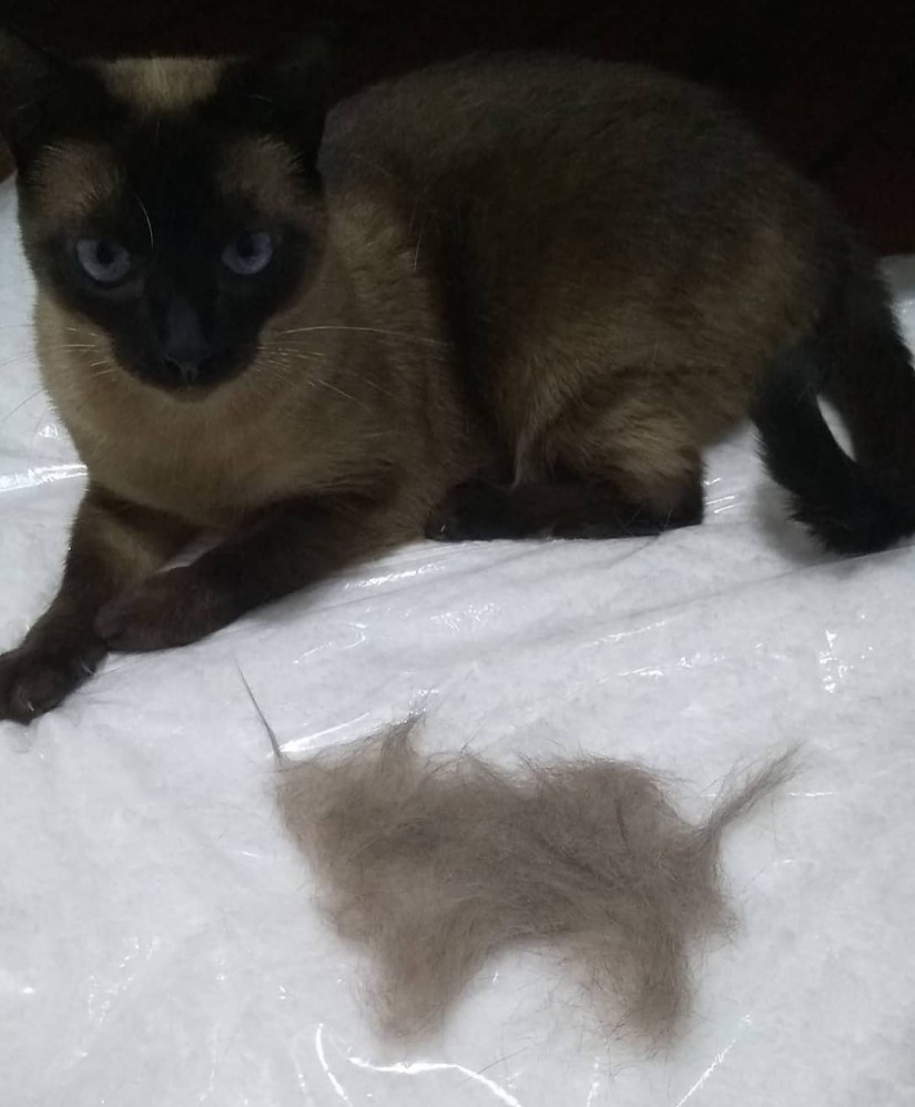 KITTY  (Felino fêmea) Siamês C1