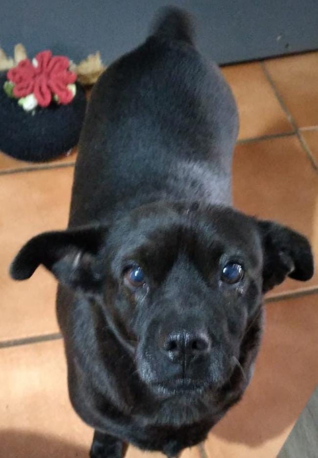 ELZINHA (Canino fêmea) Srd Pp C3