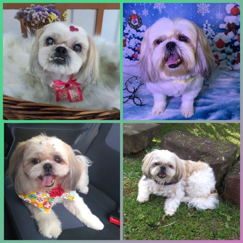 LOLA (Canino fêmea) Shih-Tzu C3