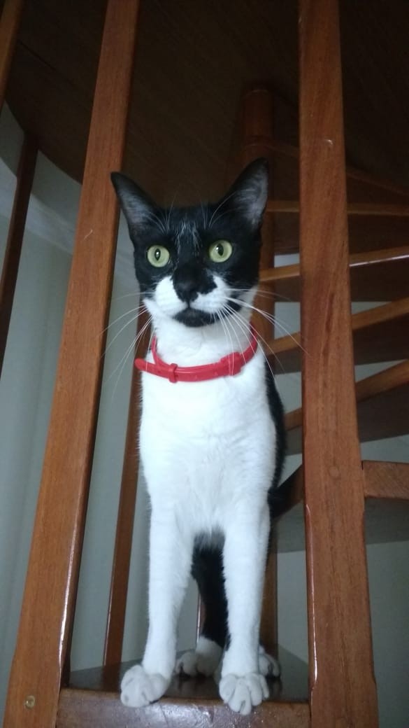 FILÓ (Felino fêmea) Srd C3