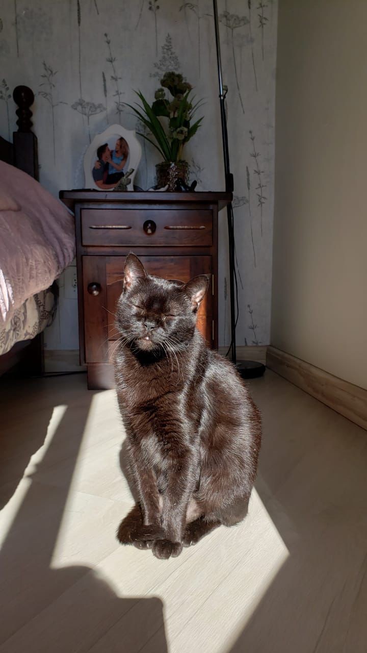 ÁGATHA (Felino fêmea) Bombaim C1