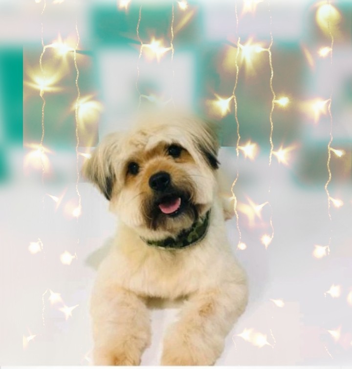 TEODORO (Canino macho) Srd Pp C3
