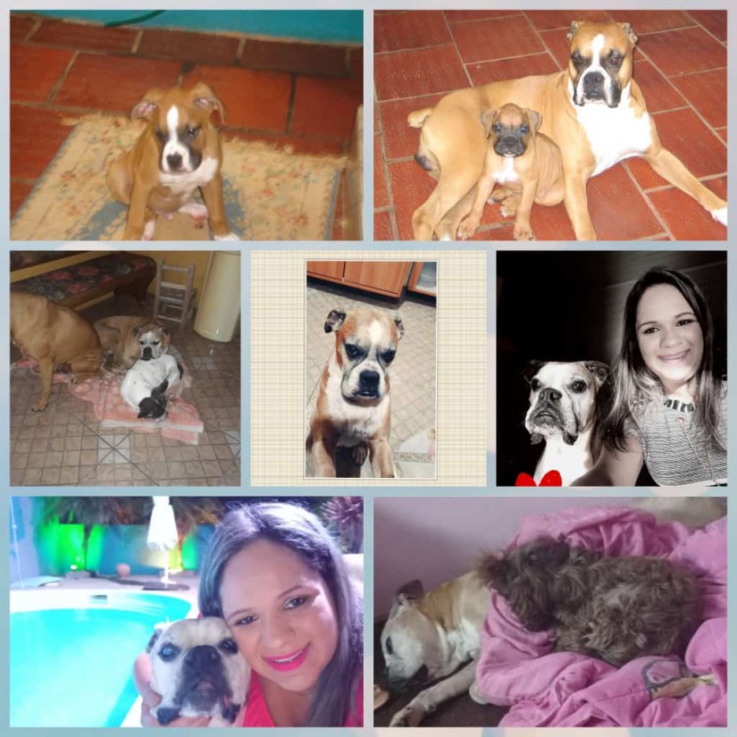 FRED (Canino macho) Boxer C2