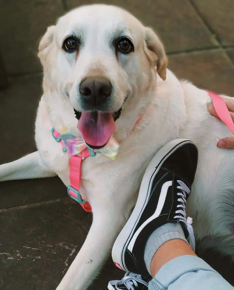 CACAU (Canino fêmea) Labrador C2