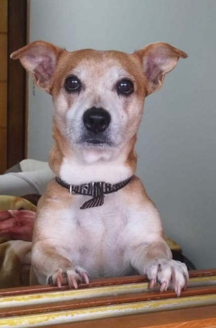 FOFA (Canino fêmea) Srd Mp C4
