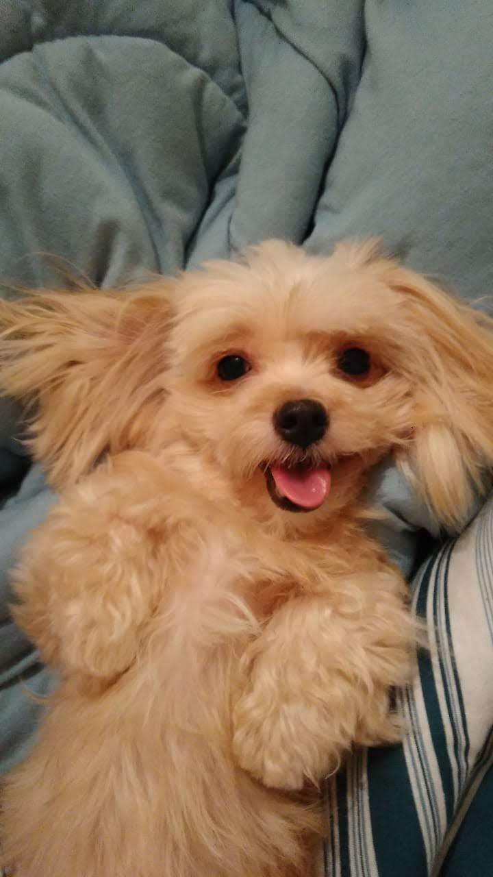 FANY (Canino fêmea) Yorkshire terrier C4