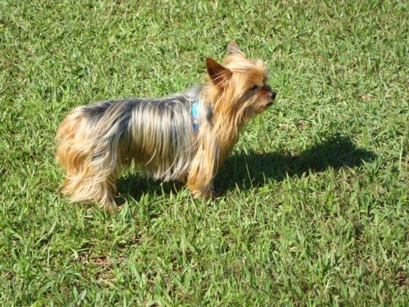 LUKA (Canino) Yorkshire Terrier