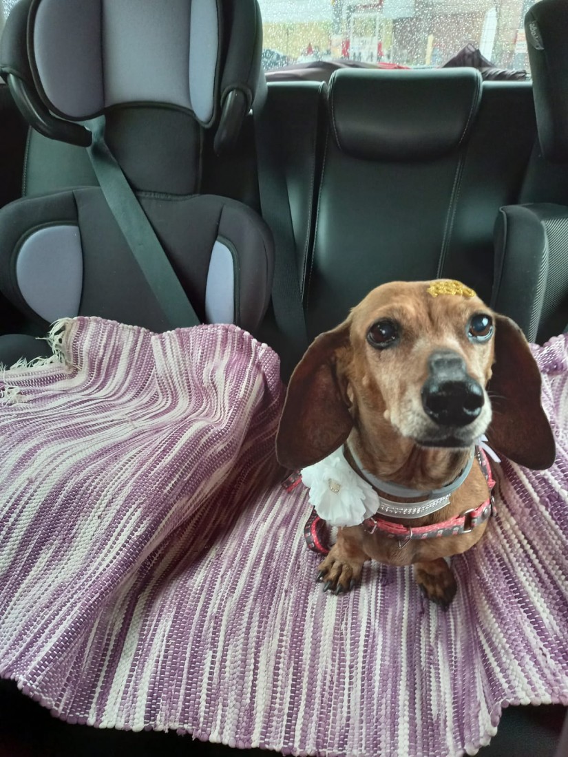 LOLA (Canino fêmea) Daschund C1