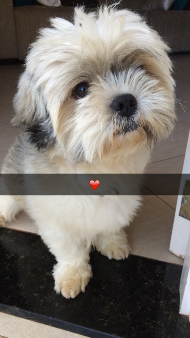 ZEUS (Shih tzu)