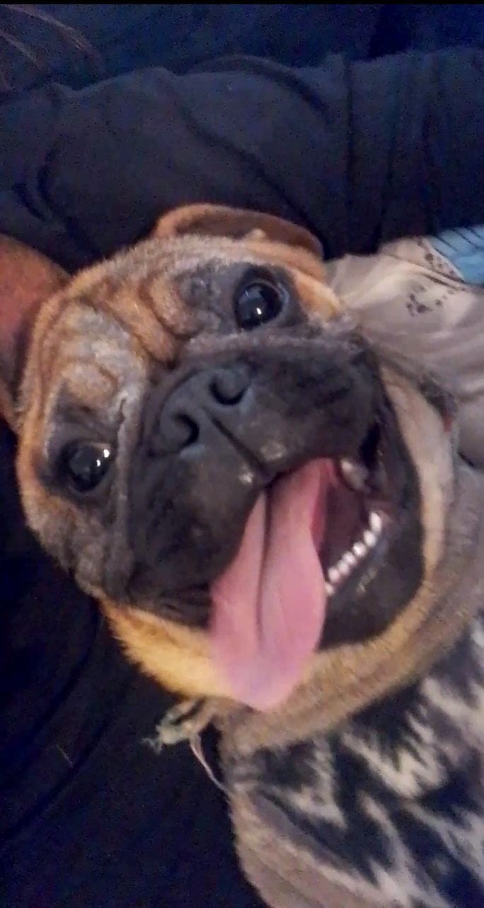 GIM (Canino macho) Buldogue C4