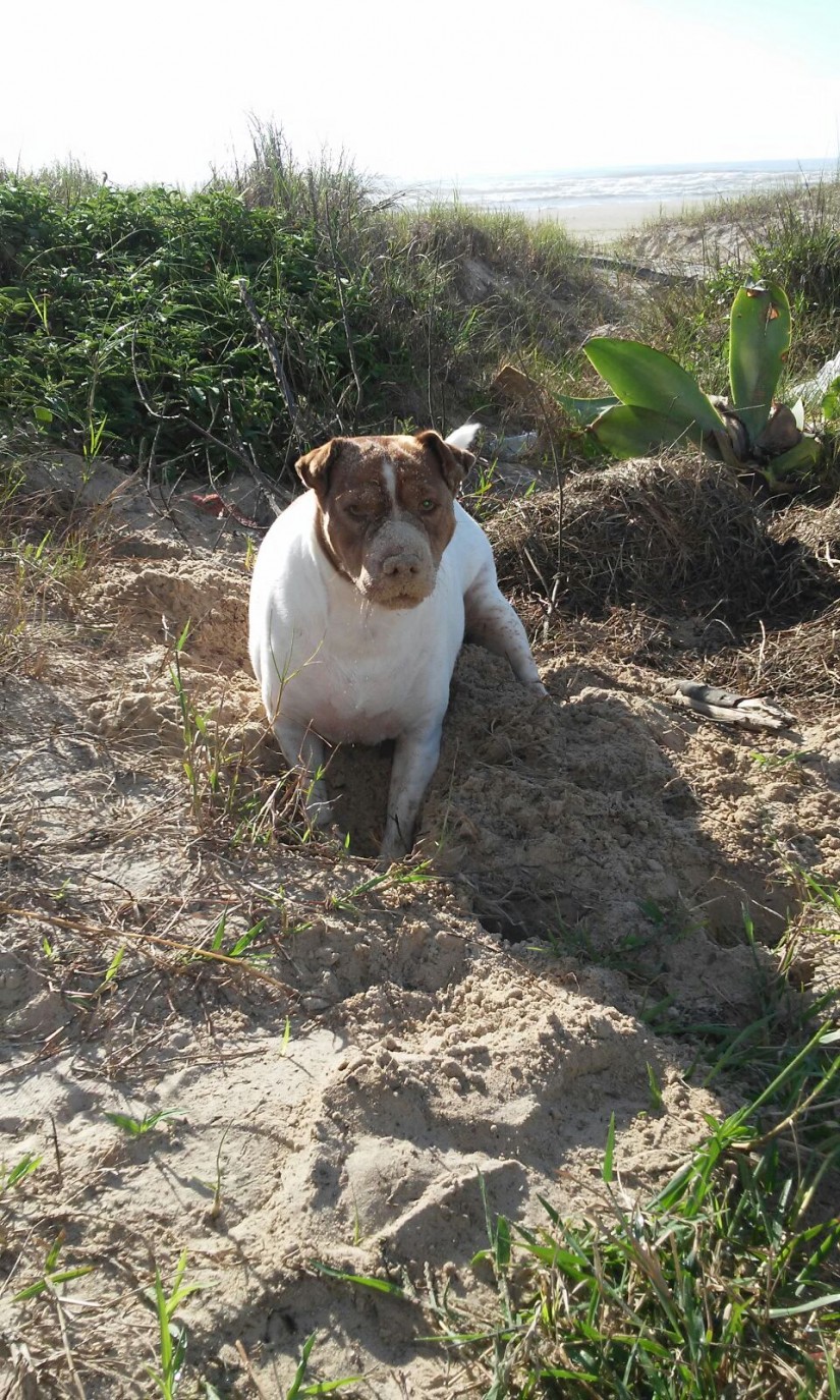 KIKA (Canino fêmea) Srd Gp C1