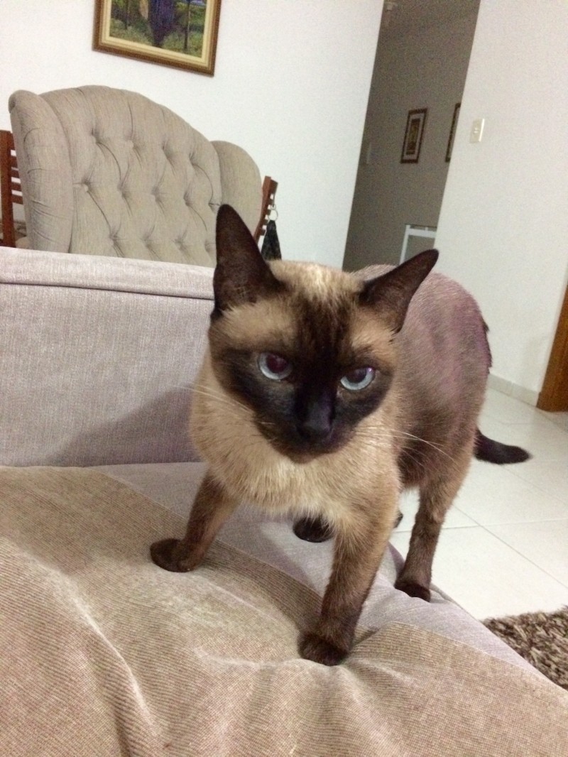 LILI EICHHERR KREUTZ TESSMANN (Felino) Siames