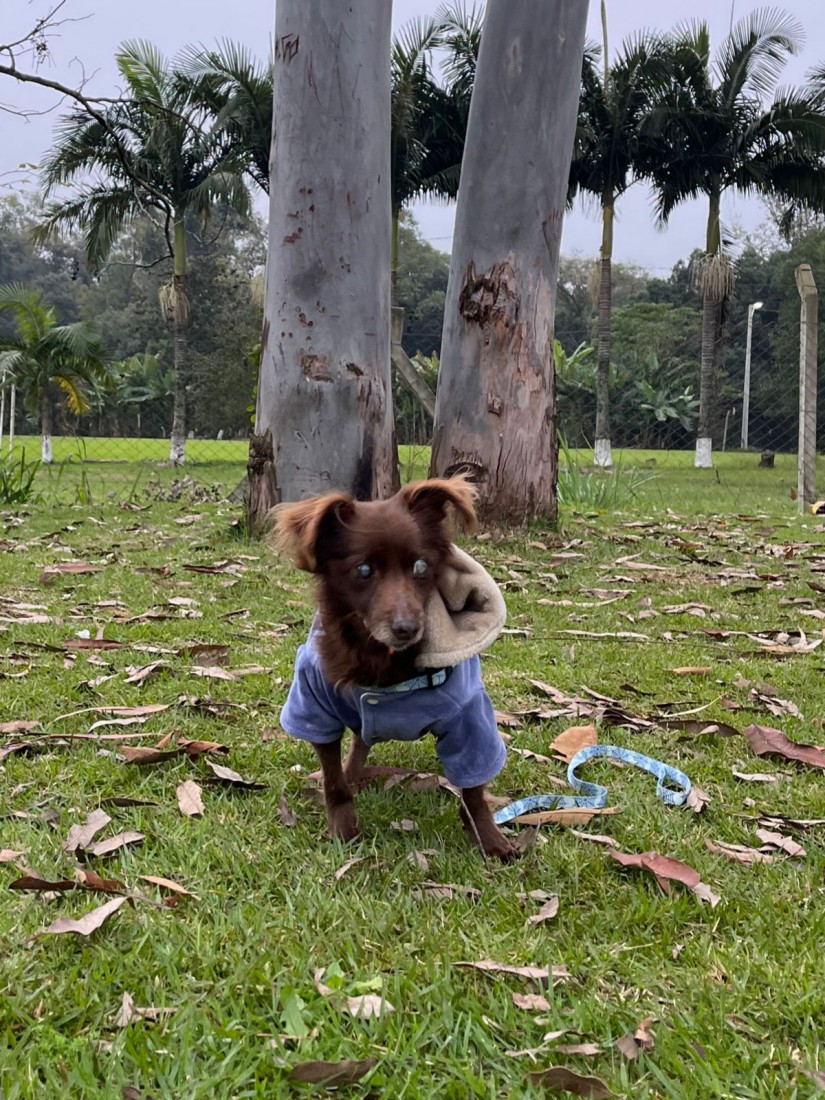 PEQUENINHO (Canino macho) Srd Pp C4