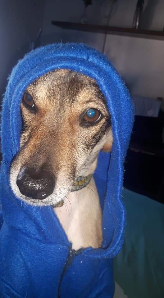 BARTOLOMEU (Bartho) Canino macho Srd Mp C3