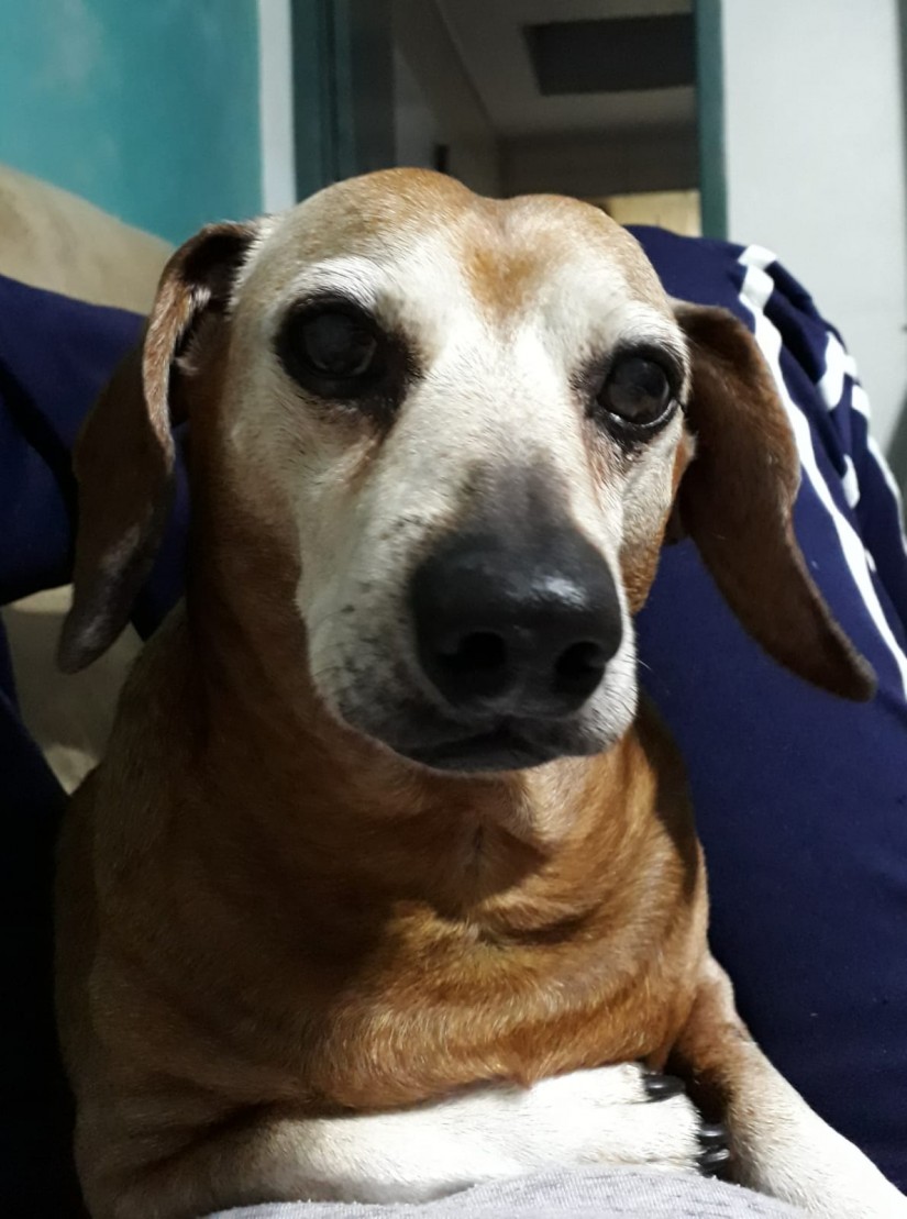 TOBBY (Canino macho) Daschund  C4