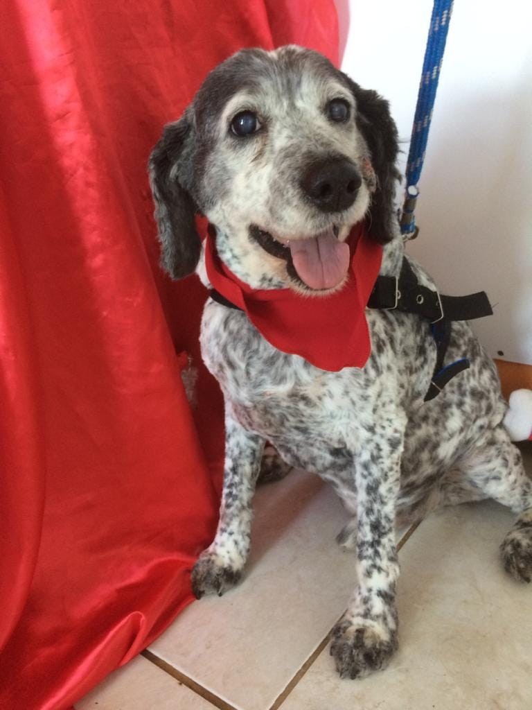 FREDDY (Canino macho) Cocker C3