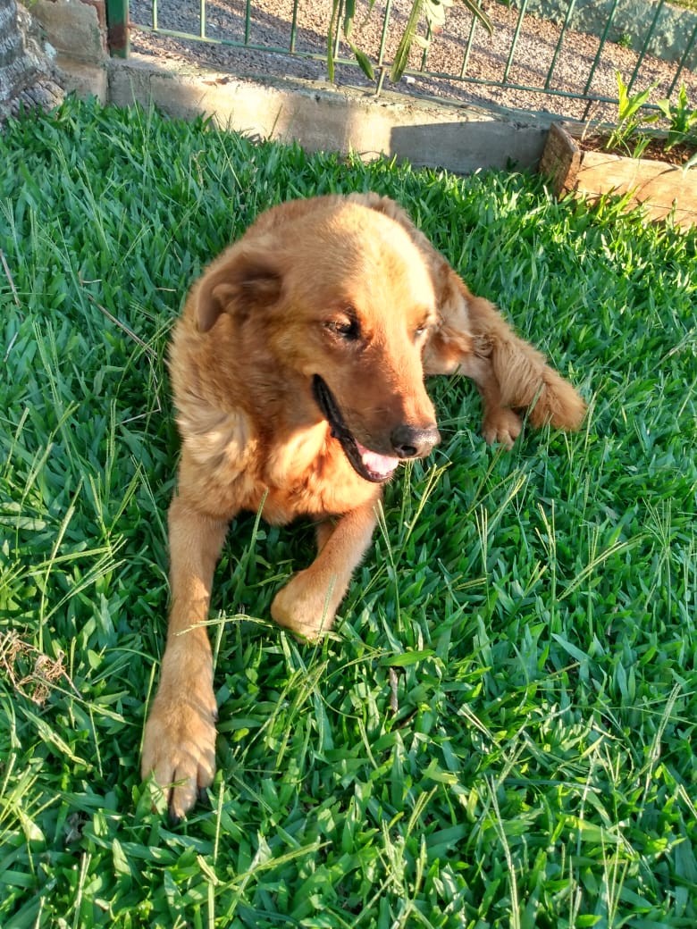 LOBO (Nono) Canino macho (Srd Gp) C3