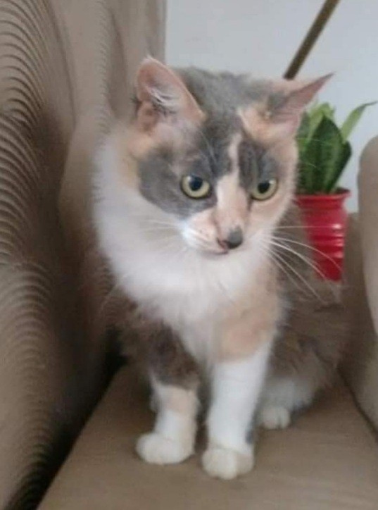 MIUZINHA (Felino fêmea) Srd C3