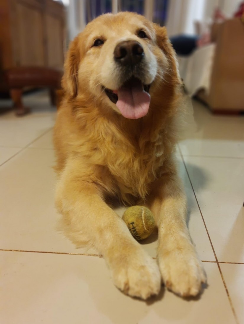 FREDERICO / Fred (Canino macho) Golden Retriever C2