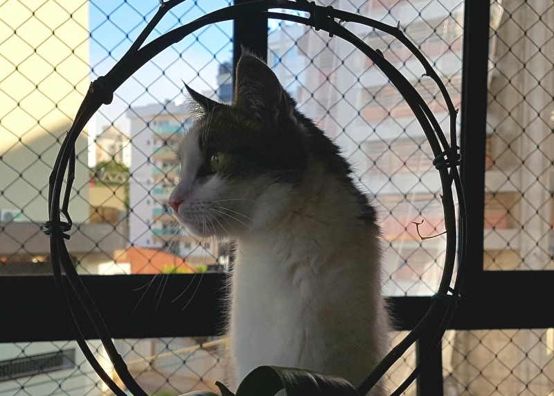 CRUSCK (Felino) Srd