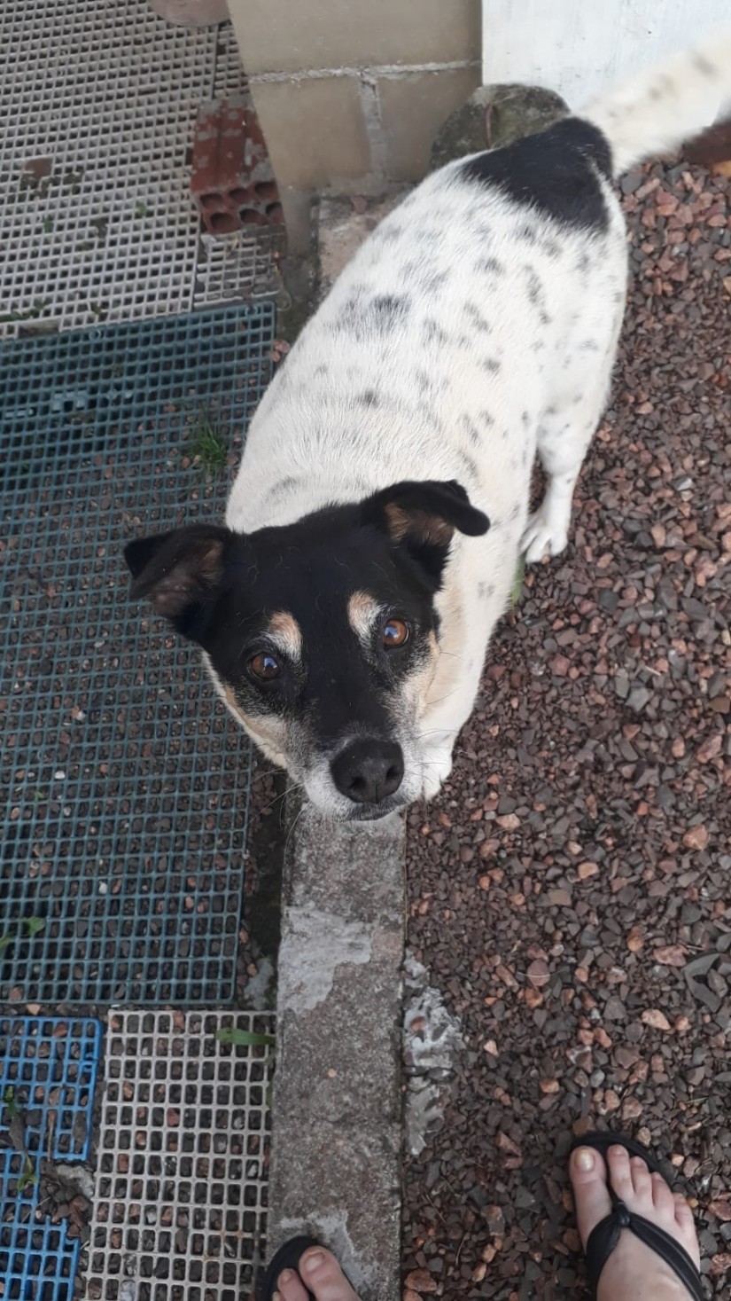 VICK (Kiki) Canino fêmea Srd Mp C3