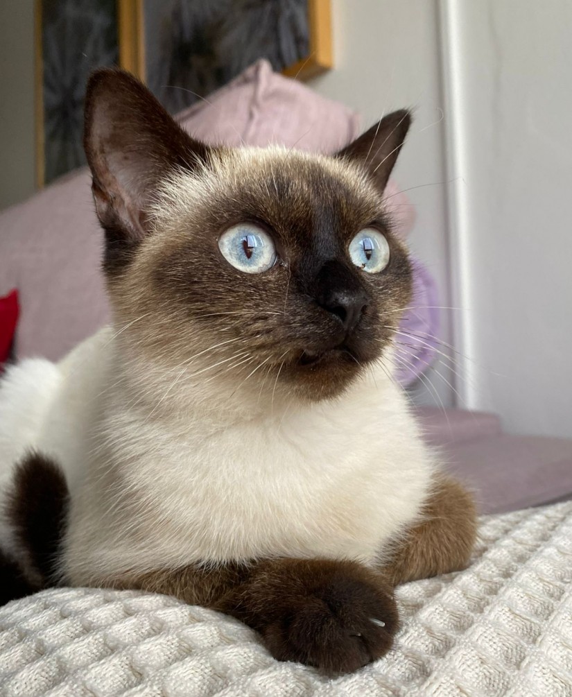 ELVIS (felino macho) Siamês C1