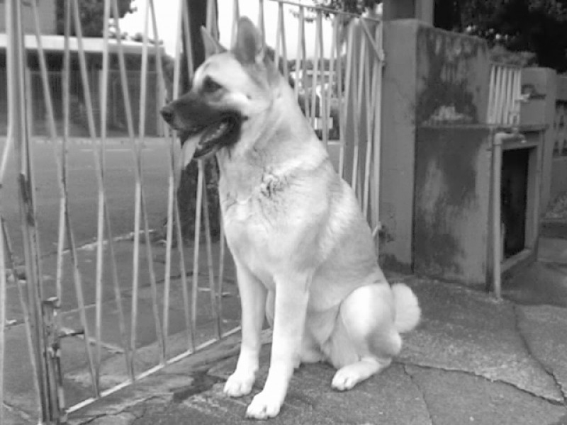 LOBA (Akita)