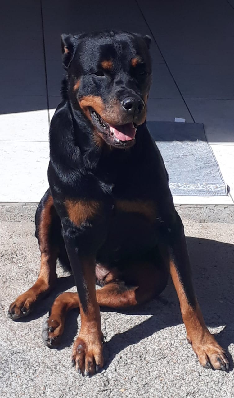 LAIKA (Canino fêmea) Rottweiler C4