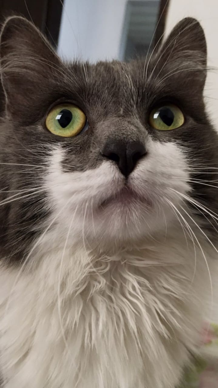 LUFI (Felino macho) Angorá C2