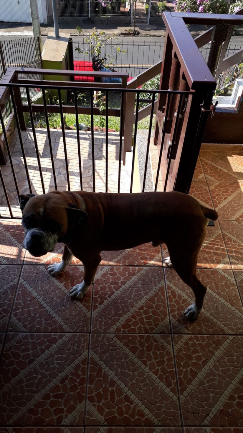 ALAOR (Canino macho) Boxer C1