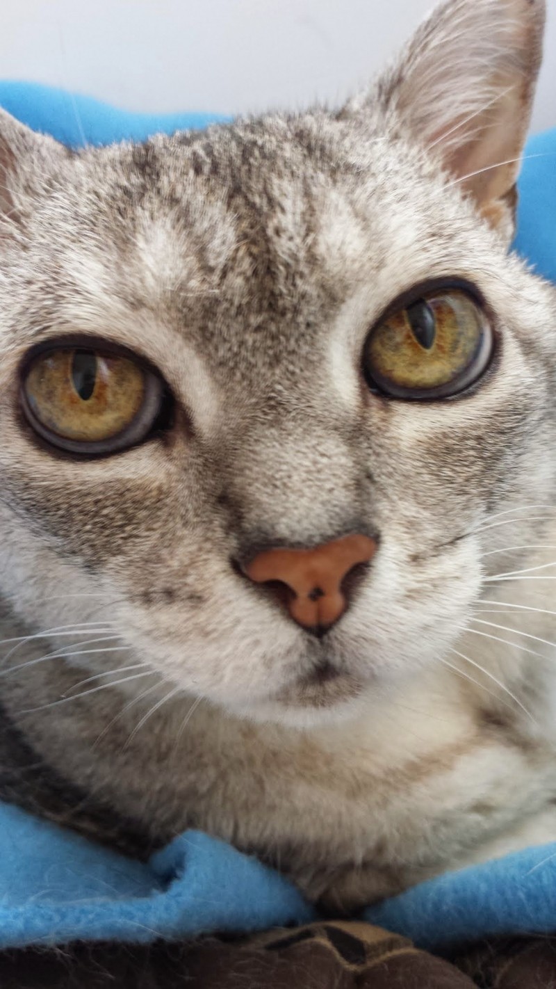 MILLY (Felino Srd)
