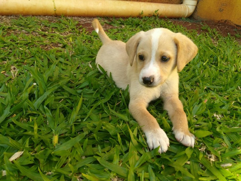 SPAYK (Canino macho) Srd Mp C3