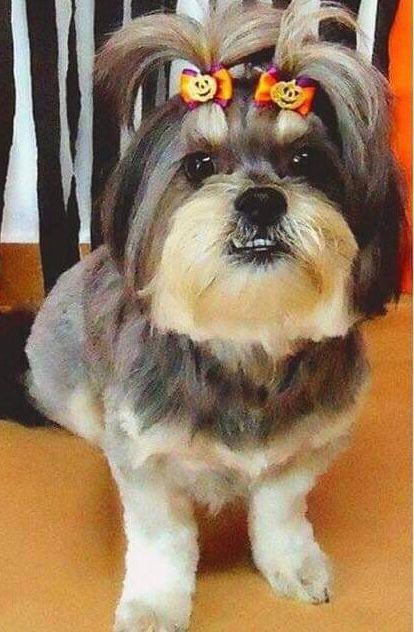 BUBBA (Canino fêmea) Lhasa Apso C4