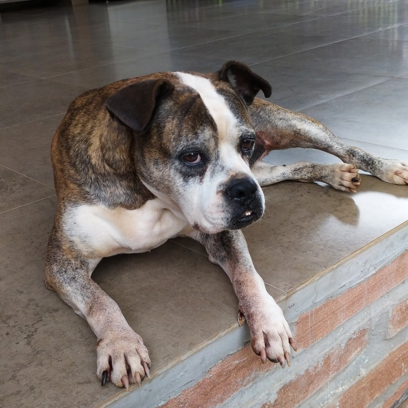 LEONA (Canino fêmea) Bulldog Campeiro C4