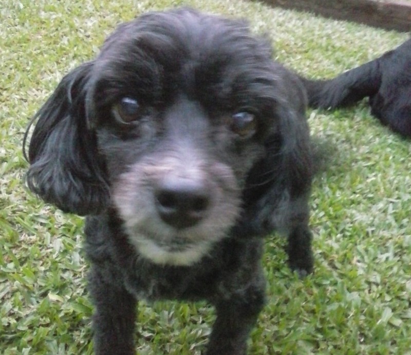 PINK (Canino fêmea) Poodle C4