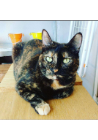 MEL (Felino fêmea) Srd C1
