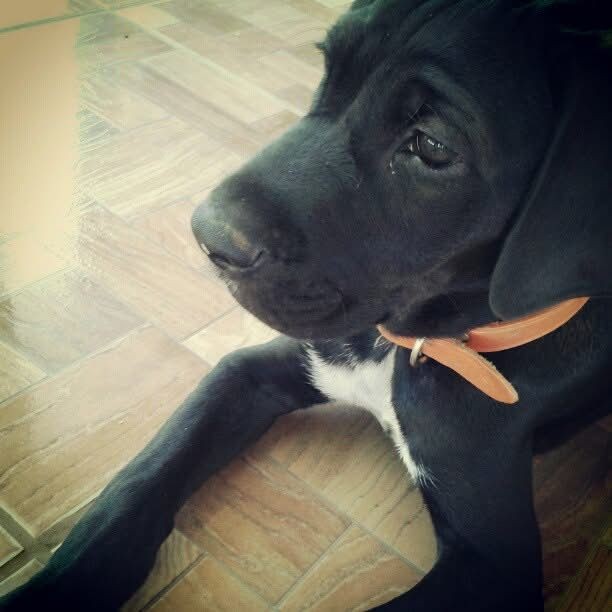 BRUCE (Canino macho) Srd Gp C2