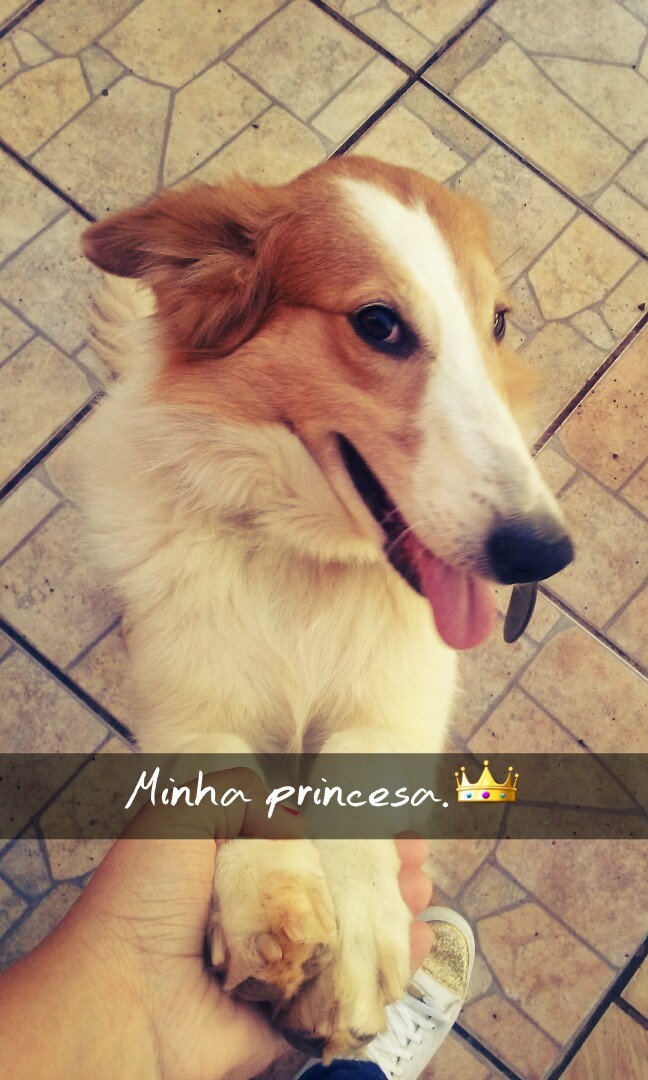 BRANCA (Canino fêmea) Border Colie C2