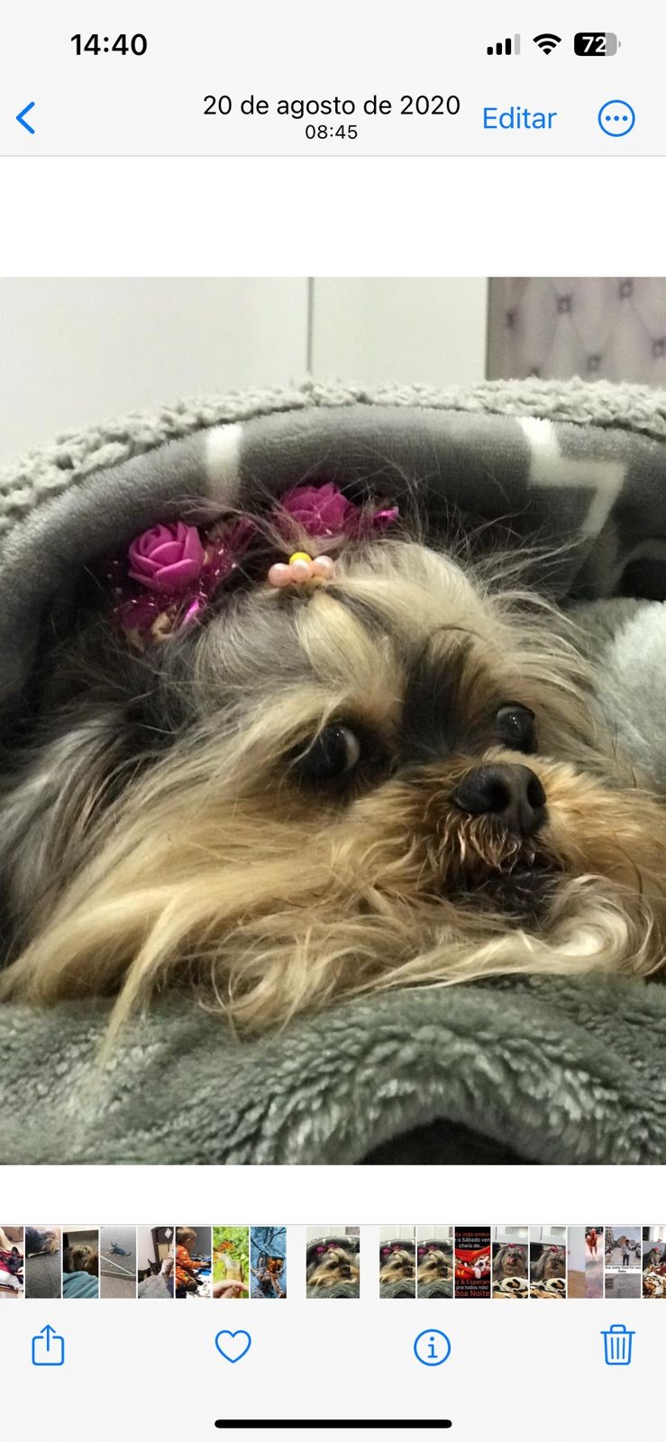 LUA (Canino fêmea) Lhasa Apso C2