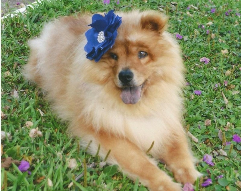FOFA (Canino fêmea) Chow Chow C1
