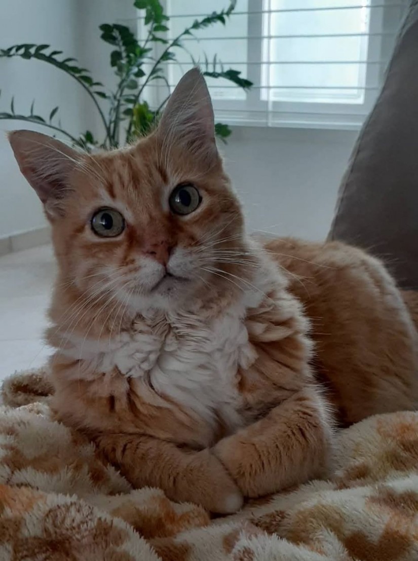 ALEMÃO (Felino macho) Srd C2