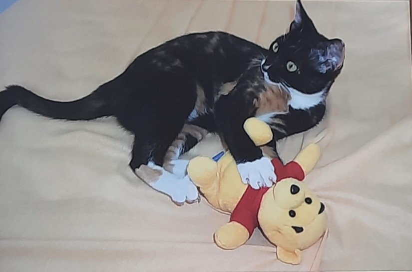 NEGUINHA (Felino fêmea) Srd C1
