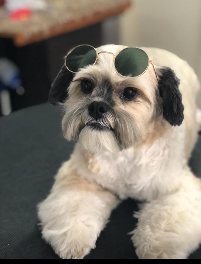 DINO (Canino macho) Shih tzu C4