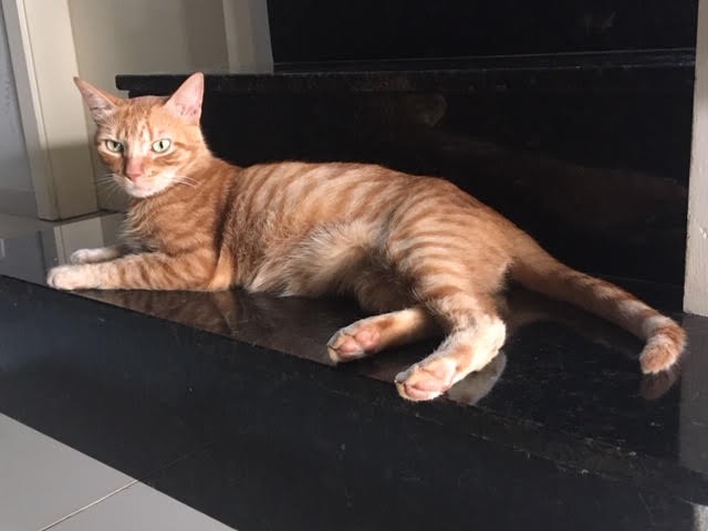 SIMBA (Felino macho) Srd C4